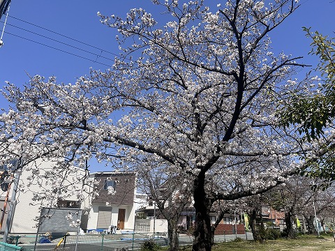 中部公園の桜