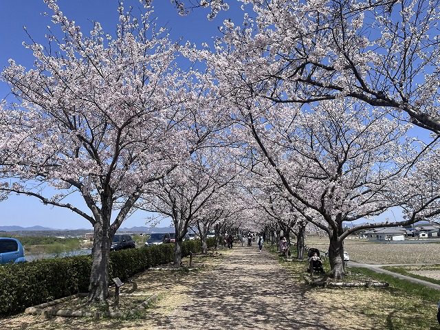 おの桜つづみ回廊