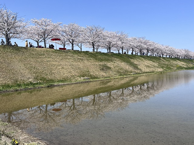 おおべ逆さ桜