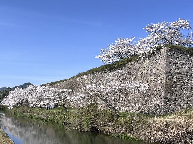 篠山城跡の桜