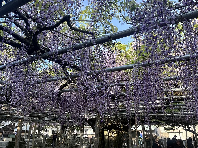 大歳神社の千年藤