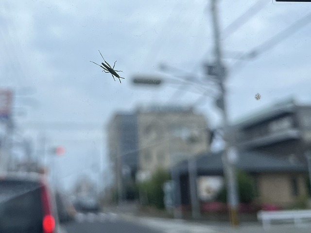 バッタ
