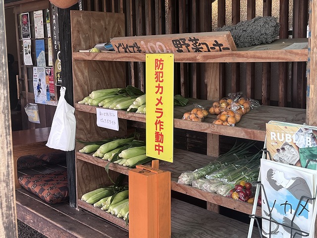 採れたて野菜