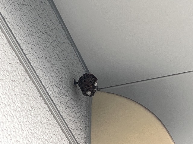 蜂の巣退治