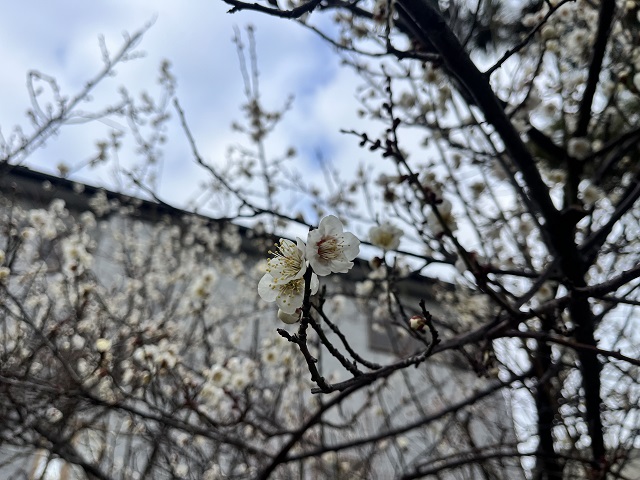 梅の花